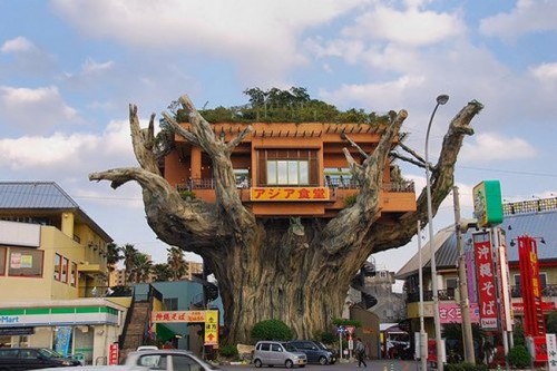 japanese tree presence